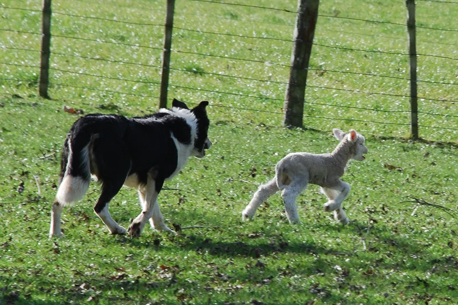 En sort og hvid border collie traver over en græsindhegning bag et lille lam, ved siden af et trådhegn