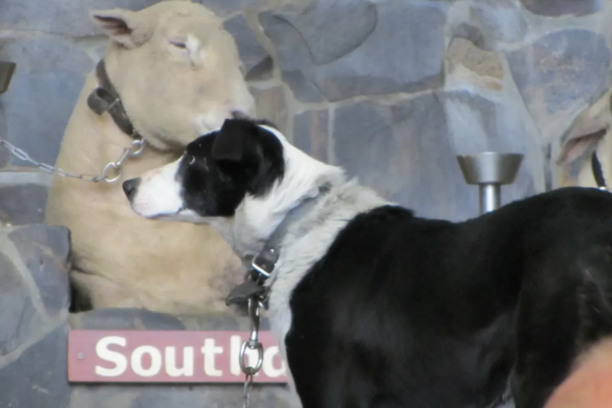 Un border collie noir et blanc s'appuie contre un mouton devant un mur en pierre et un panneau indiquant le nom de la race