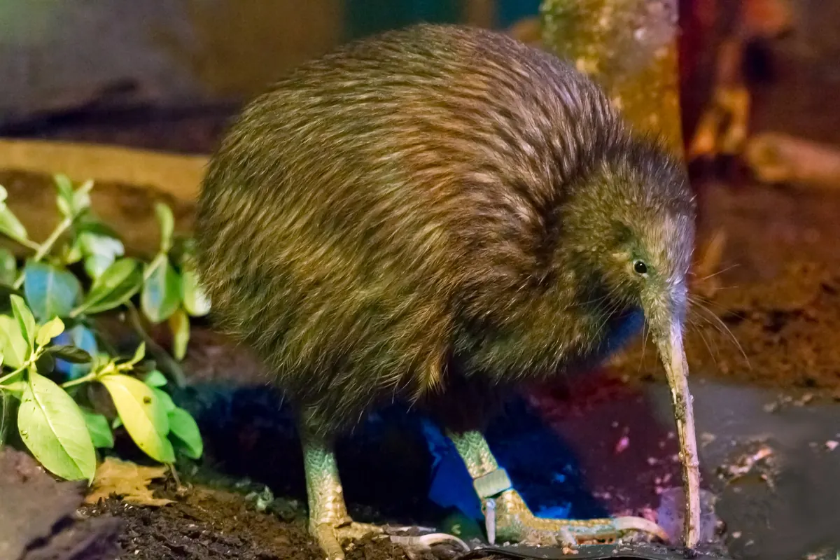 Un kiwi bruno dell'Isola del Nord dal piumaggio bruno striato e dal lungo becco chiaro cammina sul fogliame accanto a una pianta
