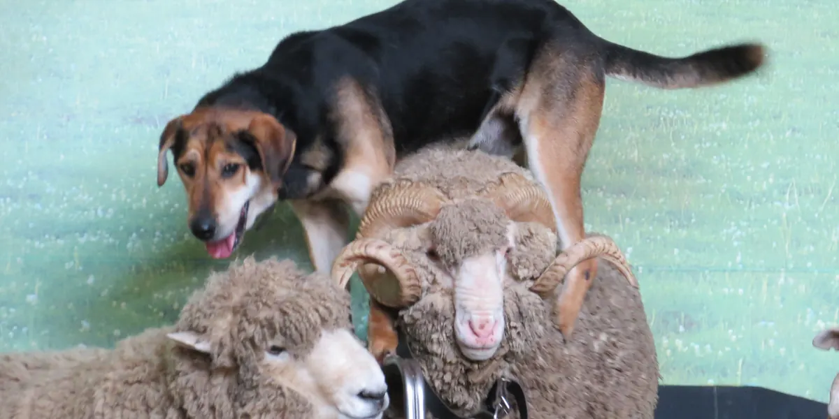 Un cane da fattoria marrone e nero sta in piedi sul dorso di un ariete lanoso su un palco, con altre pecore accanto