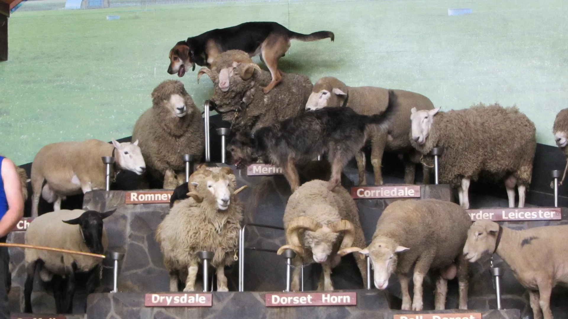 En gårdhund går hen over en opdelt scene med får af mange racer, hvor hvert niveau er mærket med et racenavnsskilt, foran en malet græsmarkskulisse