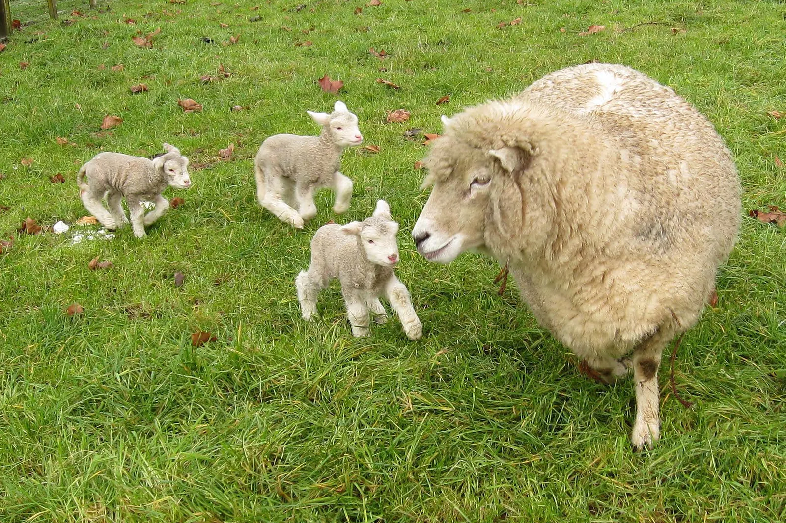 En ulden Romney-tacke står på lysgrønt græs med tre små lam ved siden af sig på en newzealandsk farm